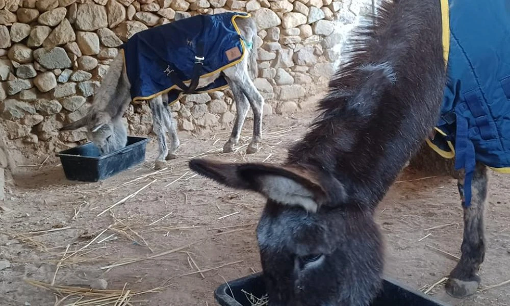 Συγκινεί η ιστορία δύο γαϊδουριών: Δεν άντεξε να ζει χωρίς τον φίλο της...